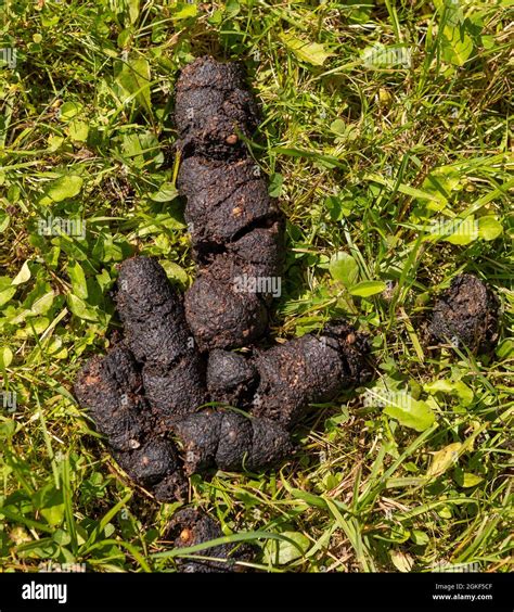 poop pics porn|Recent scat photo galleries .